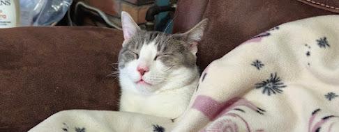 A comfy grey and white cat snuggled under a blanket